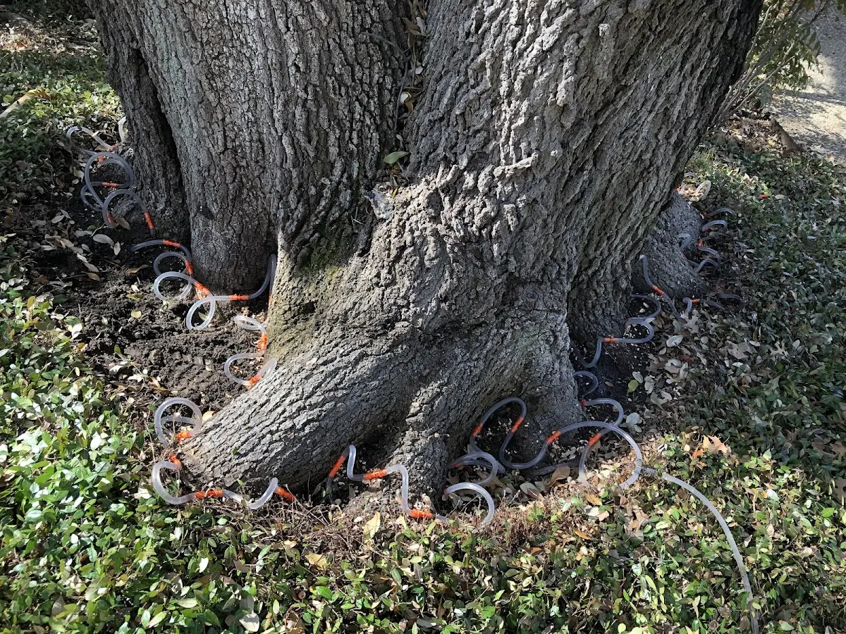 Detailed Tree Cabling and Bracing job site in South Orange